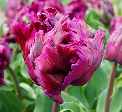 Тюльпан (Попугайный) - Муриел