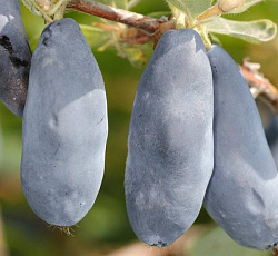 Жимолость - Синий утёс (Люкс)