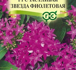 Пентас ланцетный Счастливая звезда фиолетовая F1