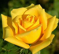 Роза (чайно-гибридная) - Мохана