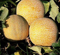 Дыня Колхозница 749/753