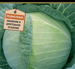 Капуста белокочанная Гарант F1