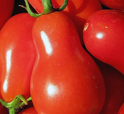 Томат Груша красная