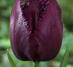 Тюльпан (Бахромчатый) - Горилла