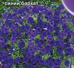 Петуния Джоконда мини Синий бархат F1