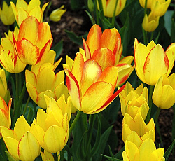 Тюльпан (Многоцветковый) - Жоржетта