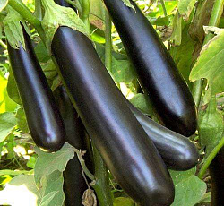 Баклажан Илья Муромец