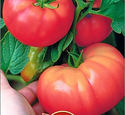 Томат Ленинградский гигант
