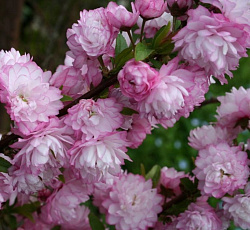 Сакура (вишня декоративная) - Розеа Плена