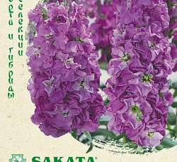 Левкой (маттиола) Айрон Синий
