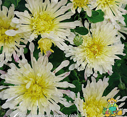 Хризантема (корейская) - Вологодское кружево