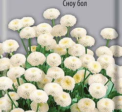 Хризантема (пижма) Девичья Сноу бол