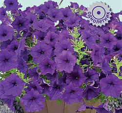 Петуния гибридная Пендолино Блю