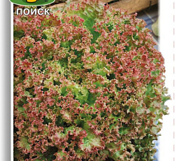 Салат Лолло Росса (листовой)