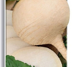 Редька Зимняя круглая белая