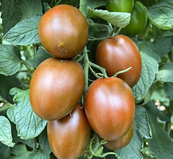 Томат Пасхальное яйцо F1