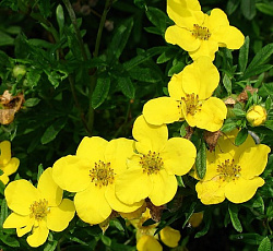 Лапчатка (кустарниковая) - Голдфингер