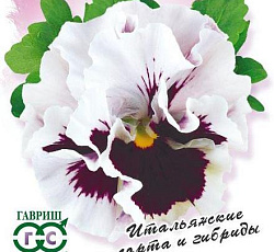 Виола Фламенко белая F1