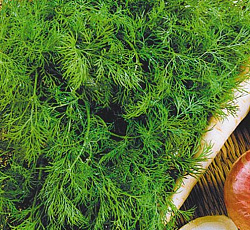 Укроп Лесногородский