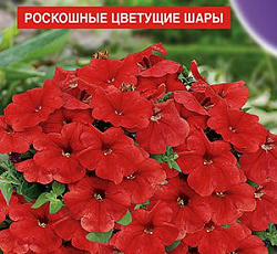 Петуния Мамбо красная F1 (многоцветковая)