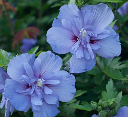 Гибискус (сирийский) - Блю Шифон (Люкс)