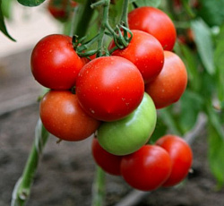 Томат Хали Гали F1