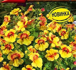 Мимулюс Медиус золотистый биколор F1