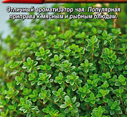 Тимьян (чабрец) Лимончелло