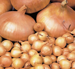 Лук-севок Штутгартер Ризен