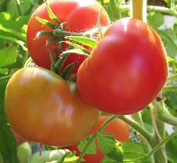 Томат Никола