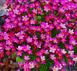 Камнеломка Арендса Розовый ковер