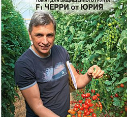 Томат Черри От Юрия F1