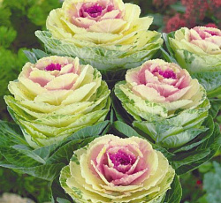 Капуста декоративная Крейн двуцветная F1