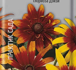 Рудбекия Хирта Глориоза Дэйзи