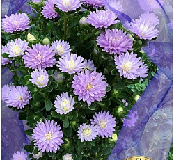 Астра китайская Трубадур Лайт Блю