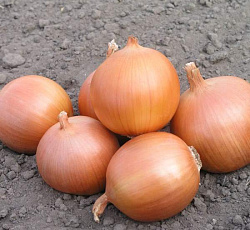 Лук репчатый Крепыш