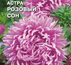 Астра Розовый сон (хризантемовидная)