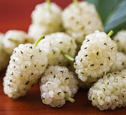 Шелковица белая - Альба