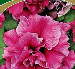 Петуния Махровая многоцветковая Дуо роуз