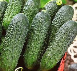 Огурец Директор F1