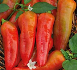 Перец острый Красный толстяк