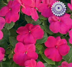 Бальзамин Джусто Черри Роуз