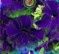 Петуния крупноцветковая Пентальфа F1 Блю