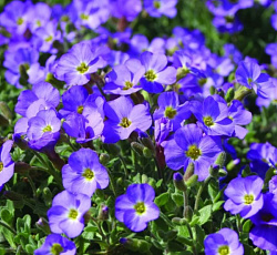 Обриета Кемпбелл (крупноцветковая)