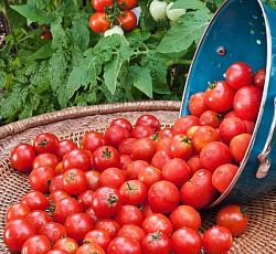 Томат Вишня красная (черри)