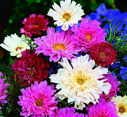 Космея Махровая кнопка