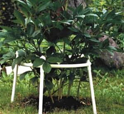 Кустодержатель одноярусный (d-50 см, h-70 см)