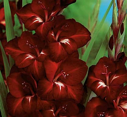 Гладиолус (крупноцветковый) - Арабиан Найт