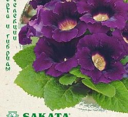 Глоксиния Аванти синяя F1