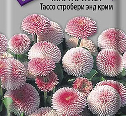 Маргаритка Тассо стробери энд крим